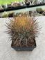 Preview: Ferocactus chrysacanthus